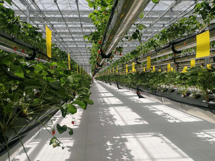 Glass Greenhouses Glass Greenhouses