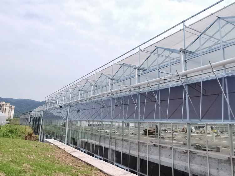 What to do if the soil salinization in the greenhouse What to do if the soil salinization in the greenhouse