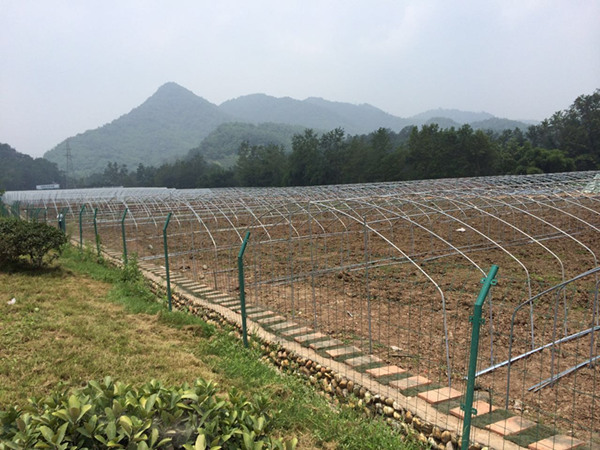 How to improve the lighting rate of planting in greenhouse construction How to improve the lighting rate of planting in greenhouse construction